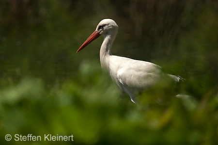 Weißstorch, Ciconia ciconia 036